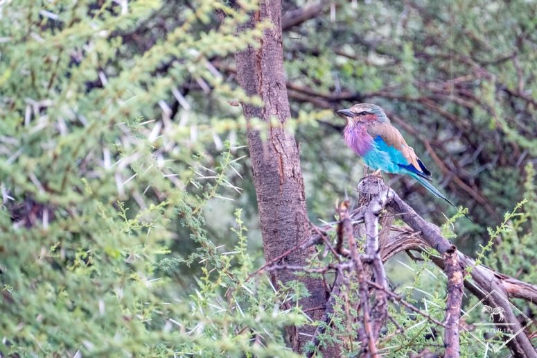 Rollier à longs brins, Madikwe Game Reserve.