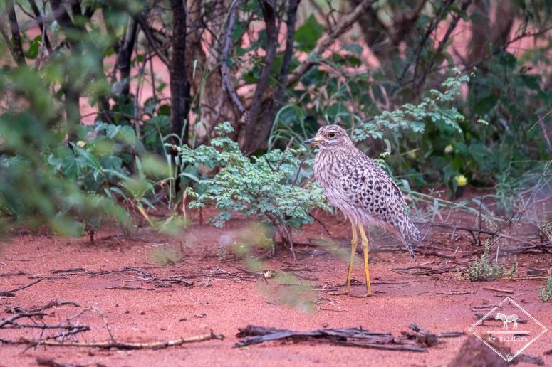 Oedicnème tachard, Madikwe Game Reserve.
