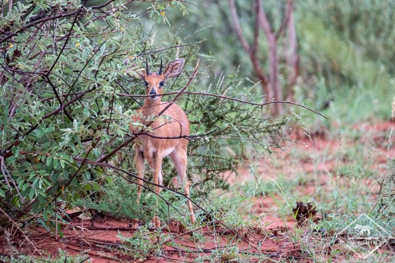 Steenbok ou rachiphère champêtre, Madikwe Game Reserve.