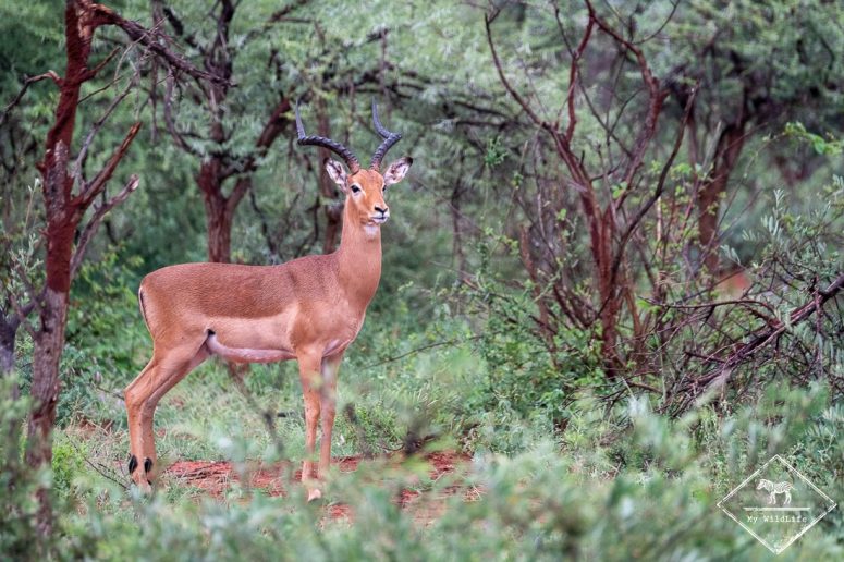 Impala, Madikwe Game Reserve.