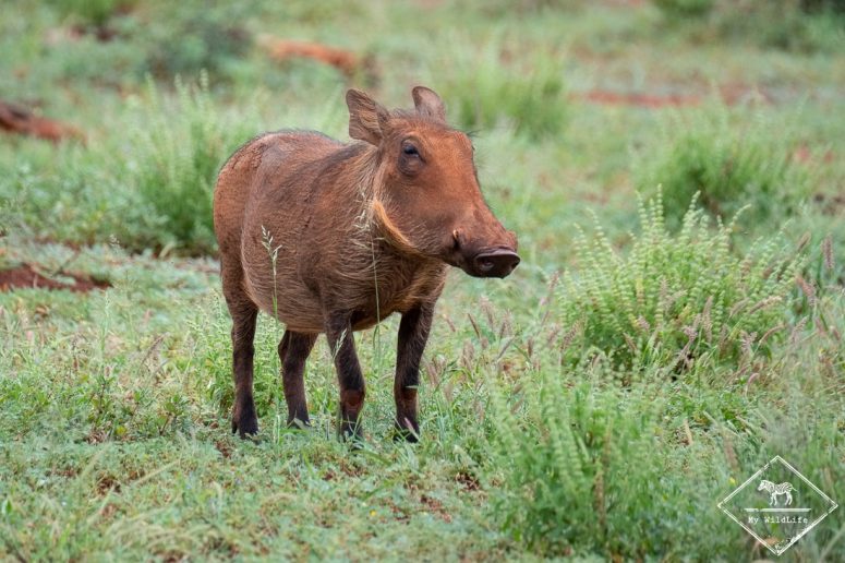 Phacochère, Madikwe Game Reserve.