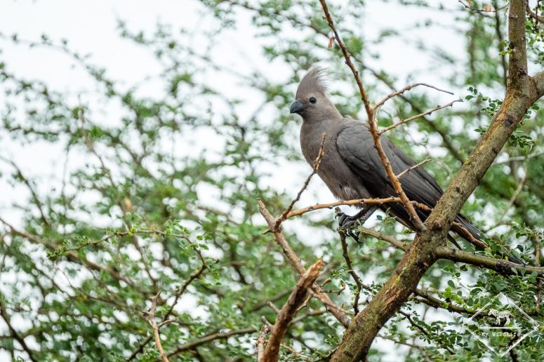 Touraco concolore, Madikwe Game Reserve.