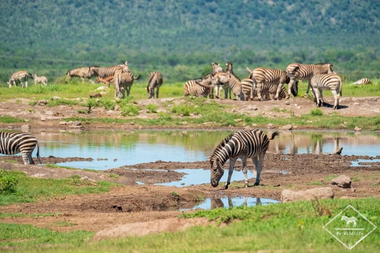 Zèbres autour d'un point d'eau, Madikwe Game Reserve.