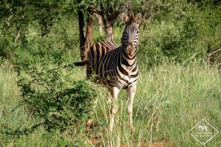 Zèbre de Burchell, Madikwe Game Reserve.