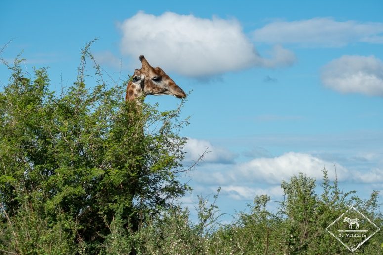 Girafe, Madikwe Game Reserve.