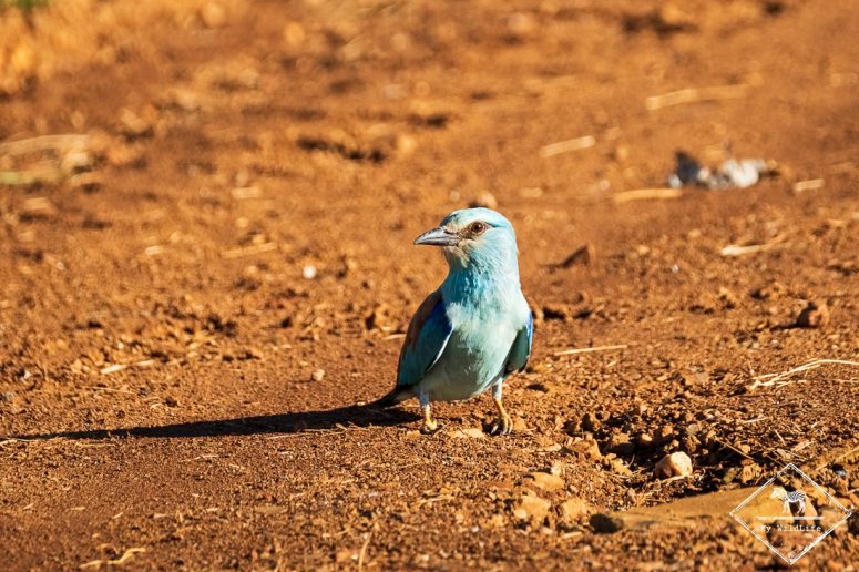 Rollier d'Europe, Madikwe Game Reserve.