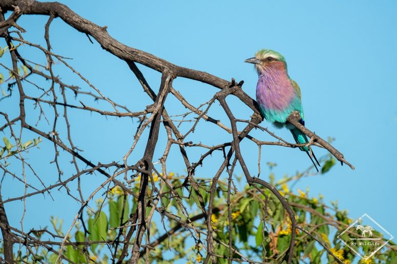 Rollier à longs brins, Madikwe Game Reserve.