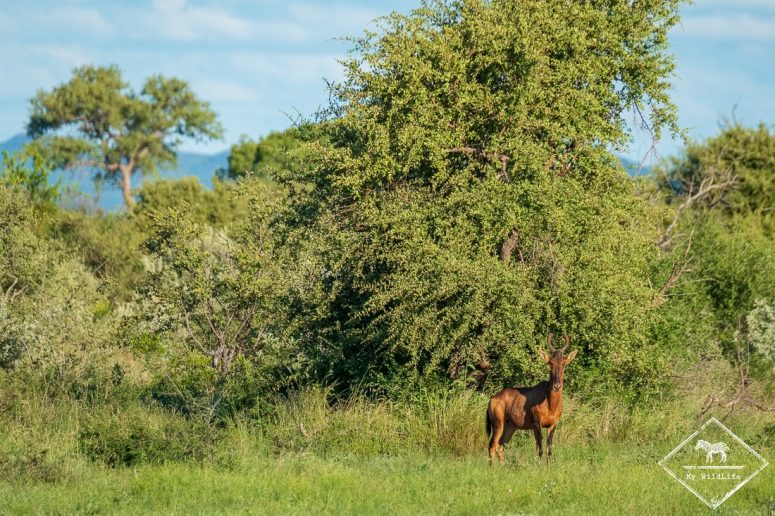 Bubale roux, Madikwe Game Reserve.