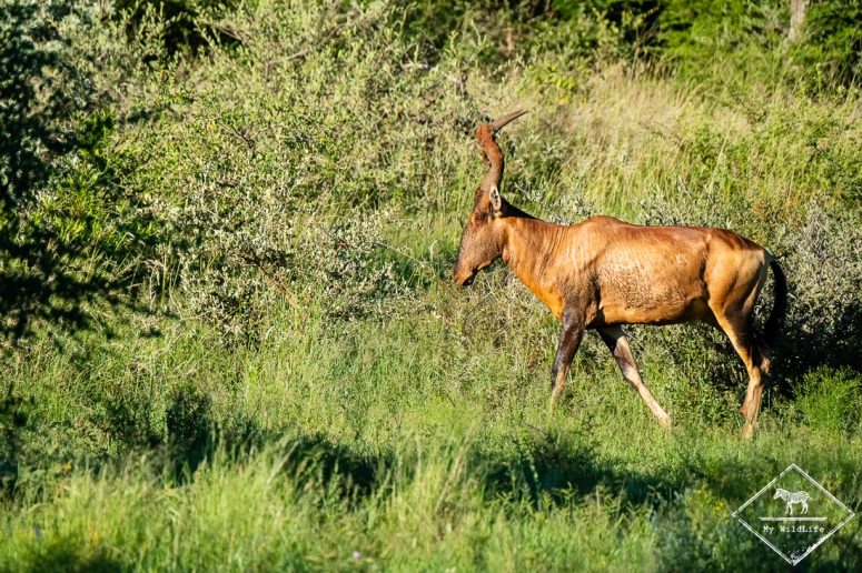 Bubale roux, Madikwe Game Reserve.