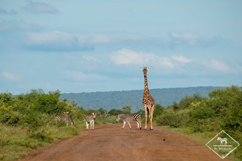 Zèbres et girafe sur la piste, Madikwe Game Reserve.