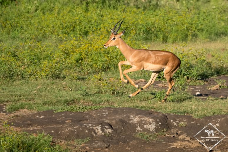 Impala, Madikwe Game Reserve.