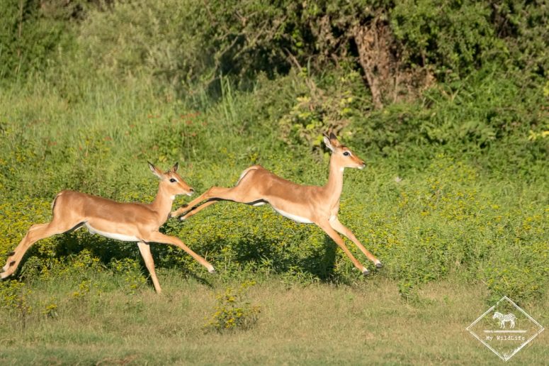 Impalas, Madikwe Game Reserve.
