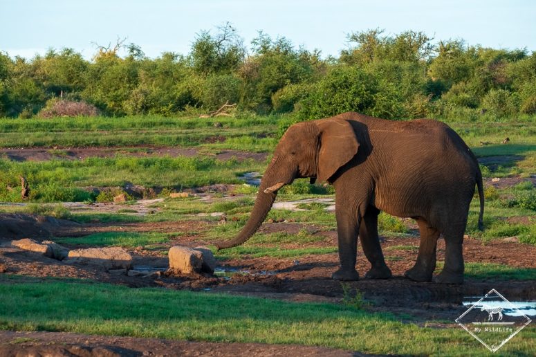 Eléphant, Madikwe Game Reserve.