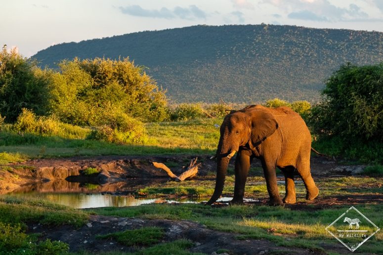 Eléphant, Madikwe Game Reserve.