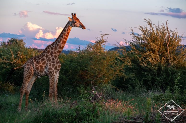Girafes, Madikwe Game Reserve.