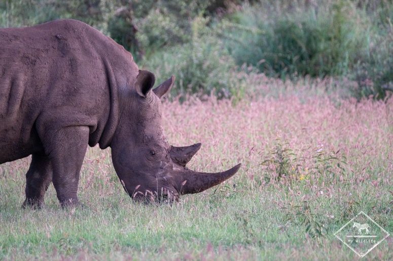 Rhinocéros blanc, Madikwe Game Reserve.