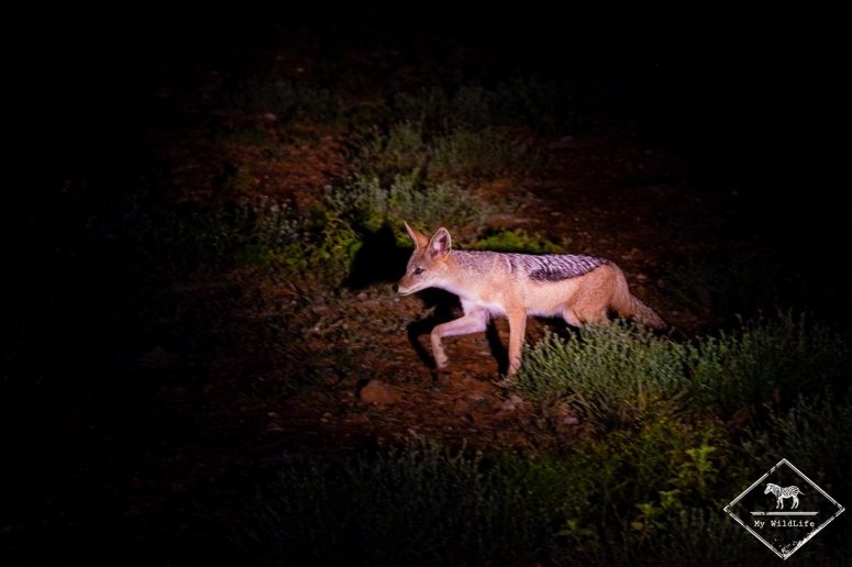 Chacal à chabraque, Madikwe Game Reserve.