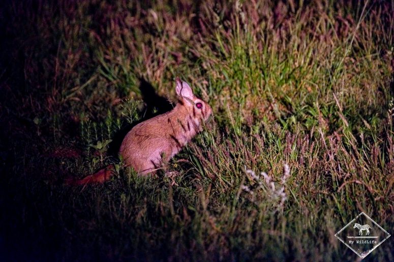 Lièvre sauteur, Madikwe Game Reserve.