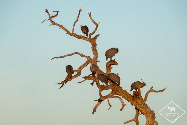 Pintades de Numidie,, Madikwe Game Reserve.