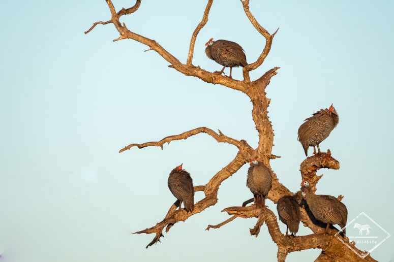 Pintades de Numidie,, Madikwe Game Reserve.