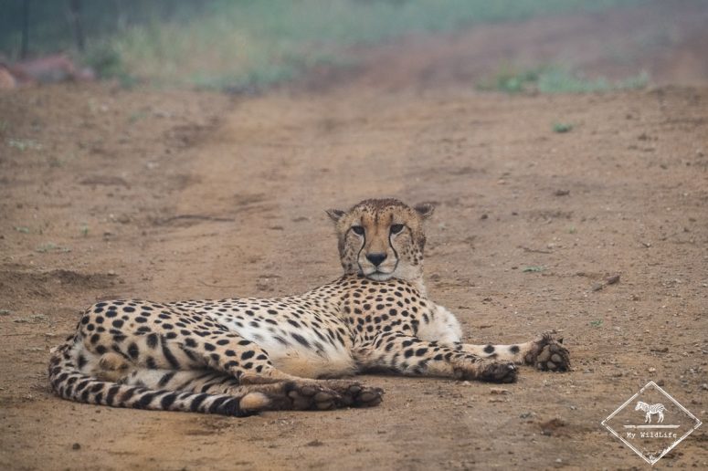 Guépard, Madikwe Game Reserve.