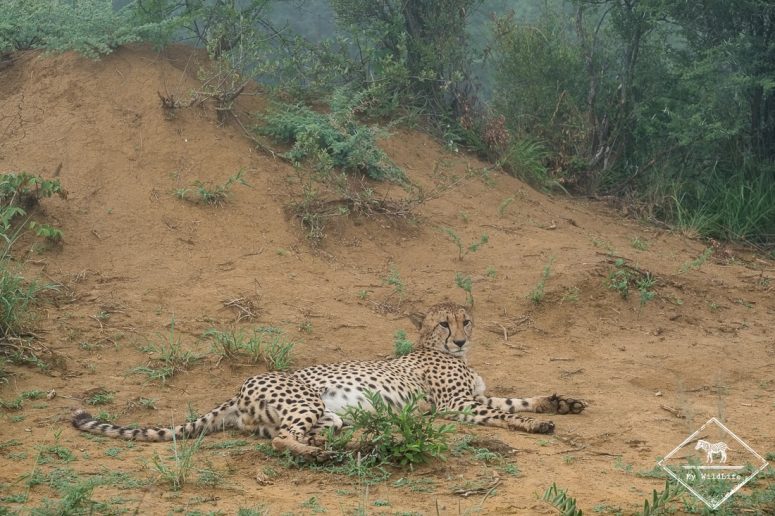 Guépard, Madikwe Game Reserve.
