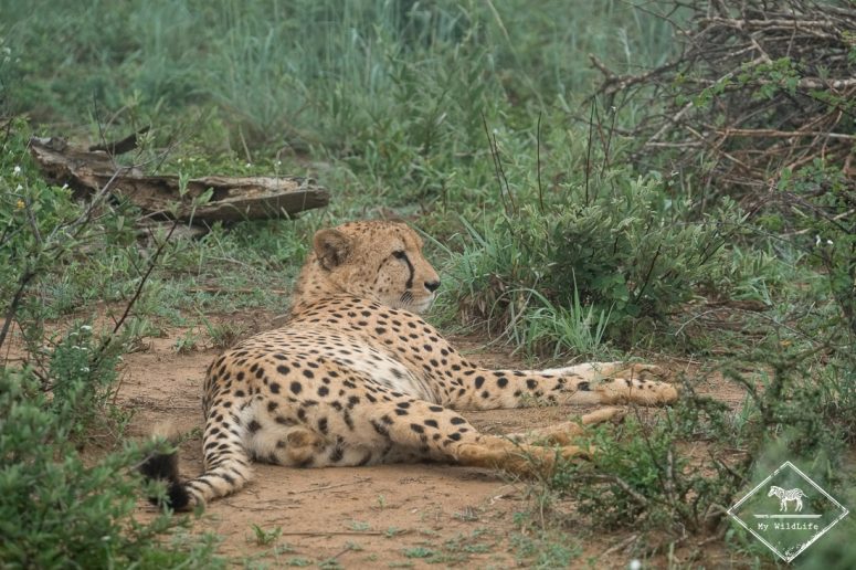 Guépard, Madikwe Game Reserve.