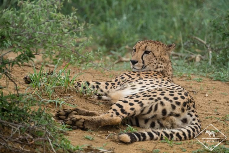 Guépard, Madikwe Game Reserve.