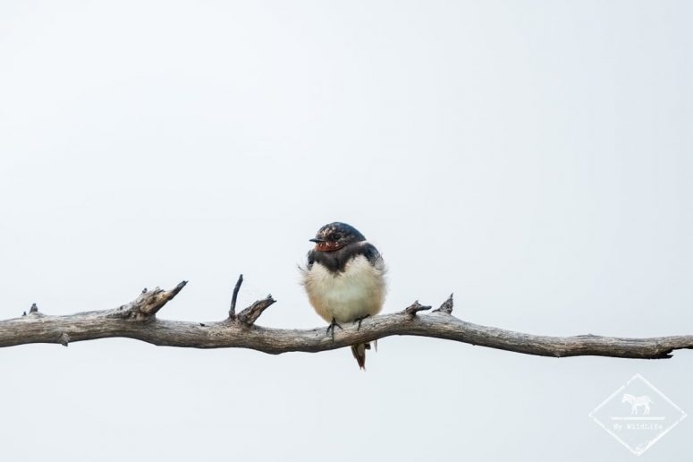 Hirondelle rustique, Madikwe Game Reserve.