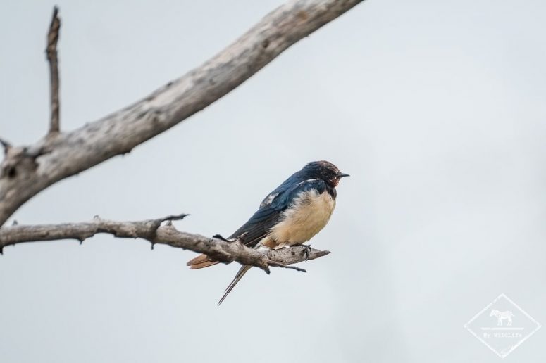 Hirondelle rustique, Madikwe Game Reserve.