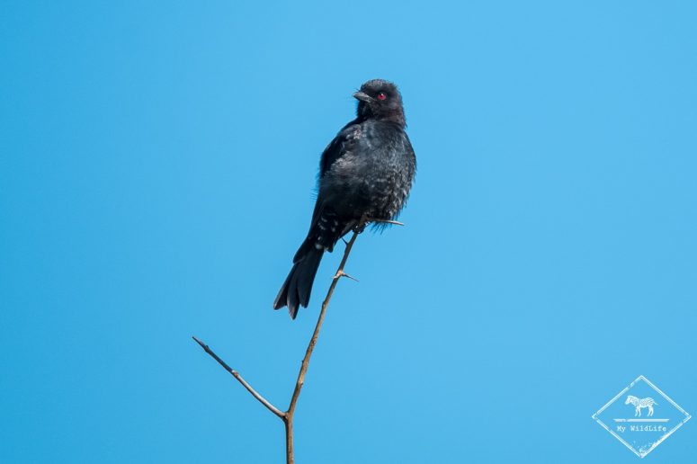 Drongo brillant, Madikwe Game Reserve.