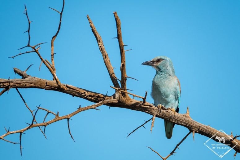 Rollier d'Europe, Madikwe Game Reserve.