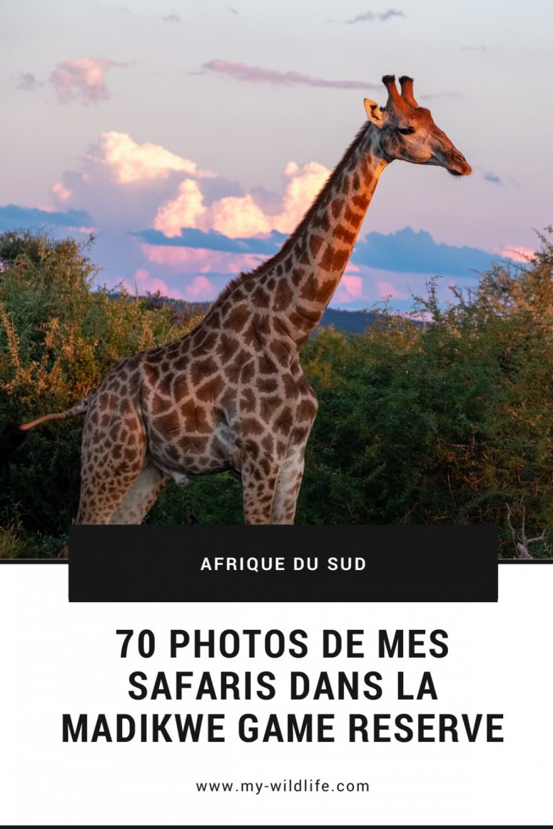 Portfolio safari dans la Madikwe Game Reserve