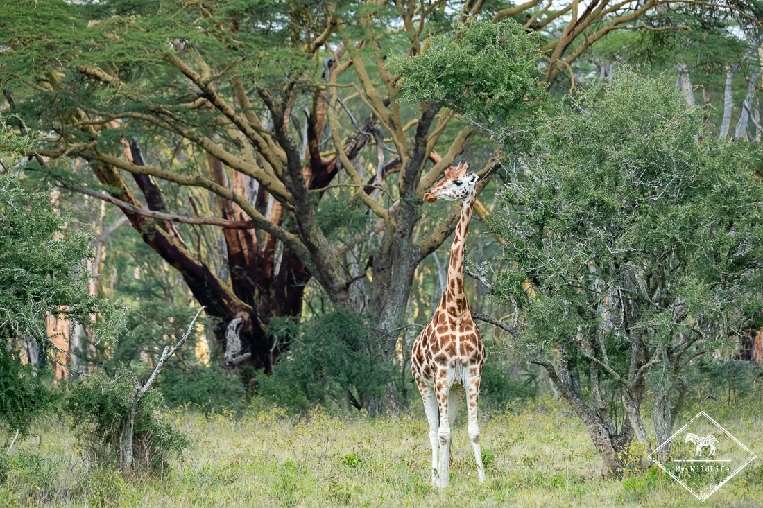 Girafe, parc national nakuru