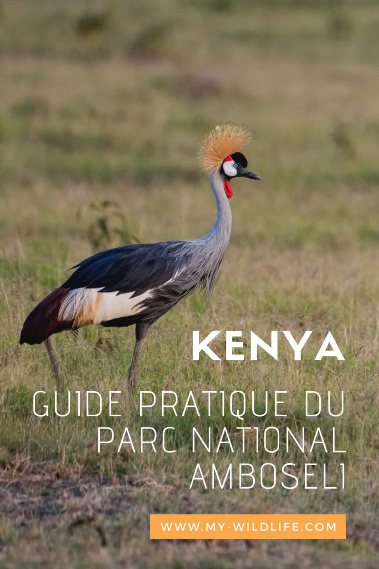 Guide Pratique du parc national Amboseli