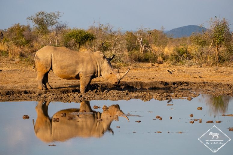 Rhinocéros blanc, Madikwe Game Reserve