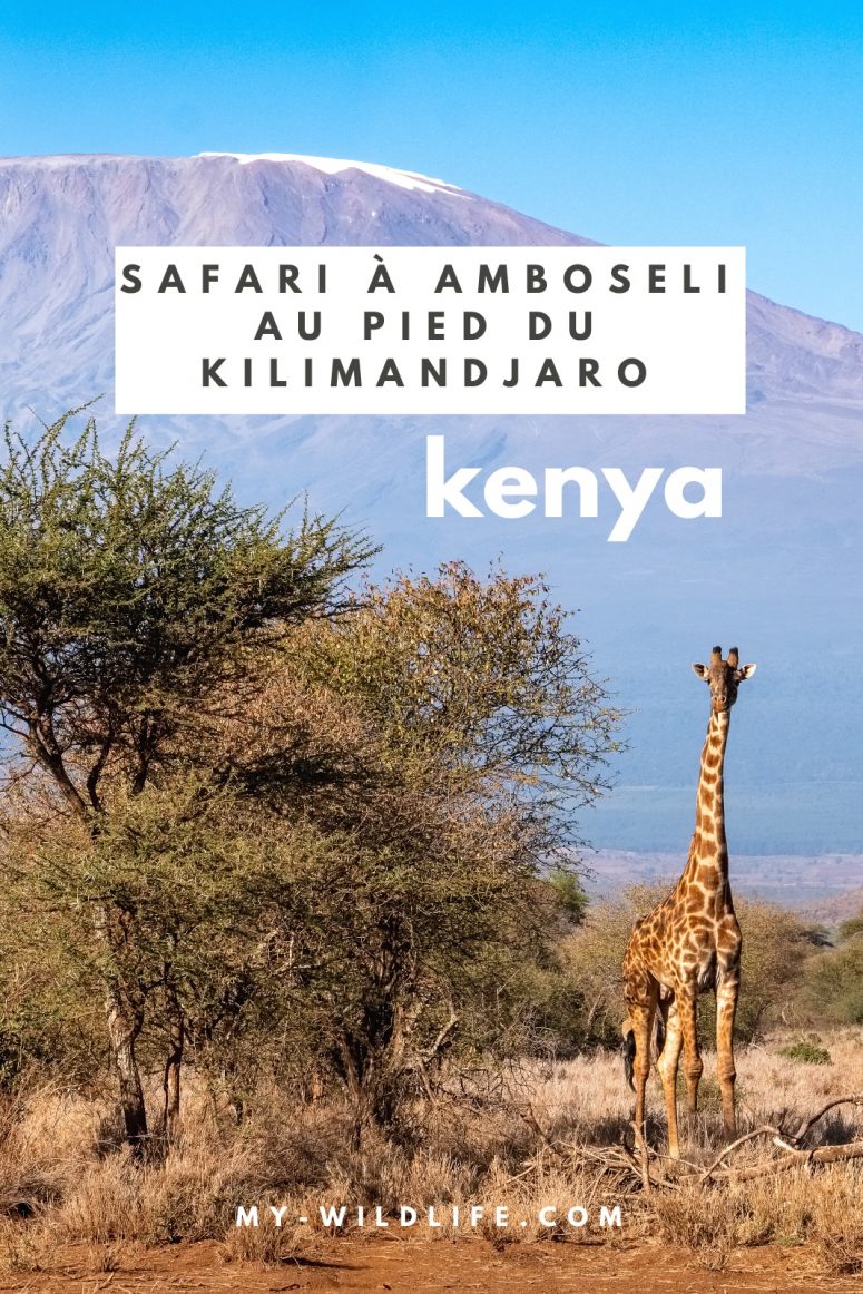 Safari à Amboseli