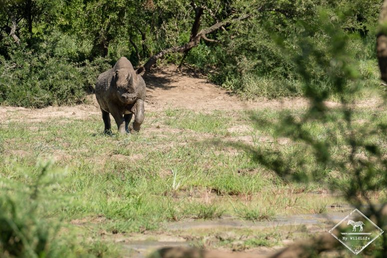 Rhinocéros noir, iMfolozi Wilderness Trails
