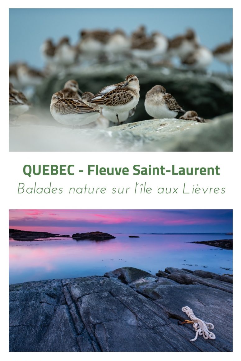 Balade nature sur l'île aux Lièvres