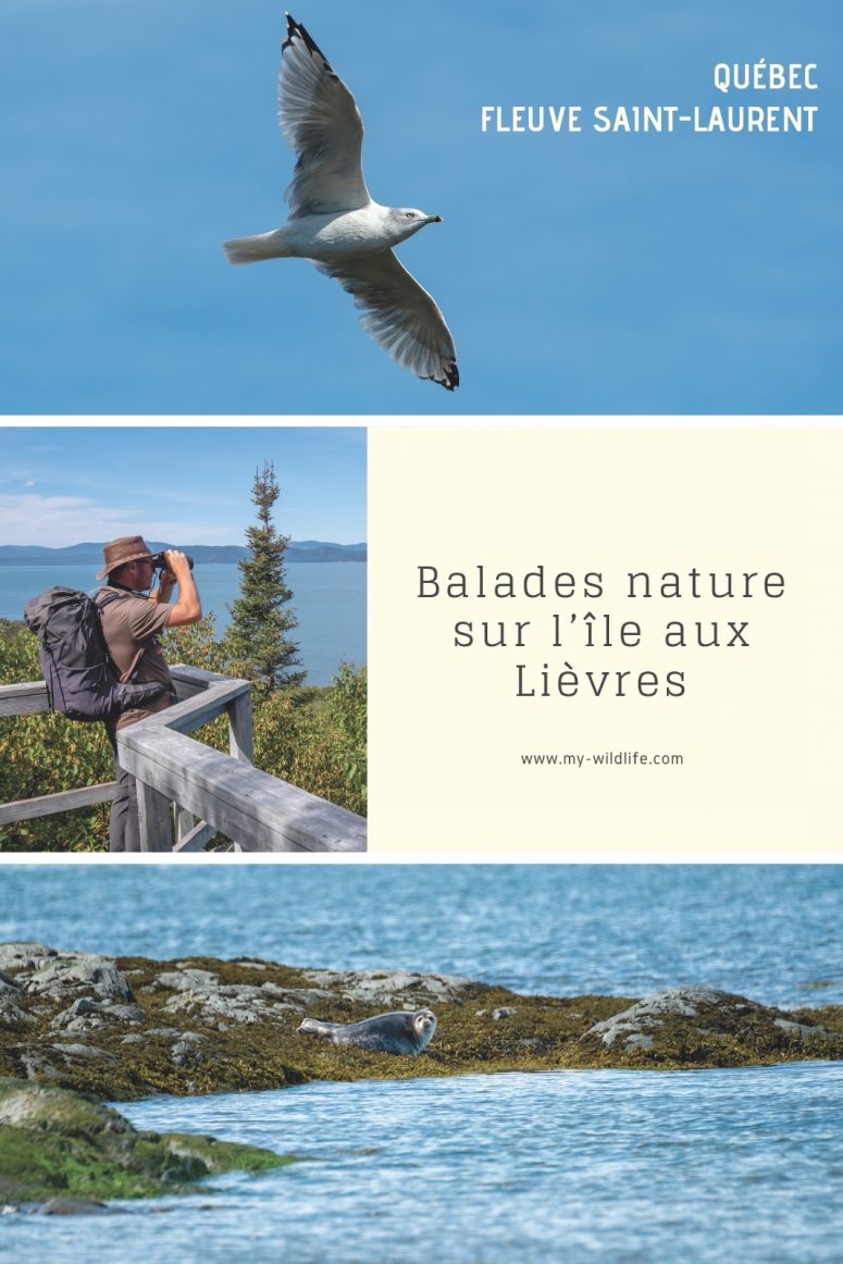 Balade nature sur l'île aux Lièvres