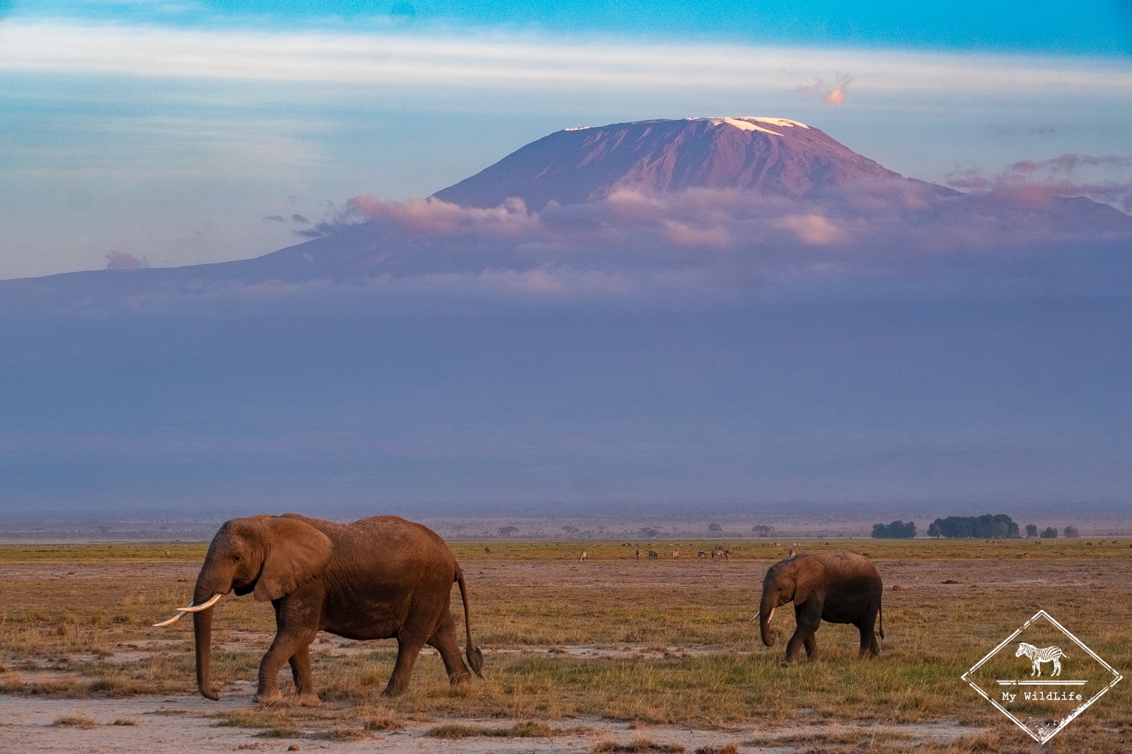 Safari à Amboseli, éléphants