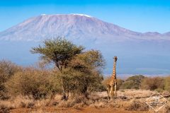 girafe, Safari à Amboseli