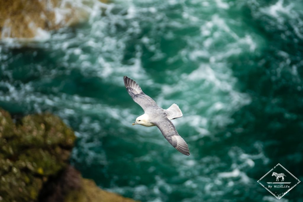 fulmar boréal, Voyage Photo Ornithologie en Ecosse