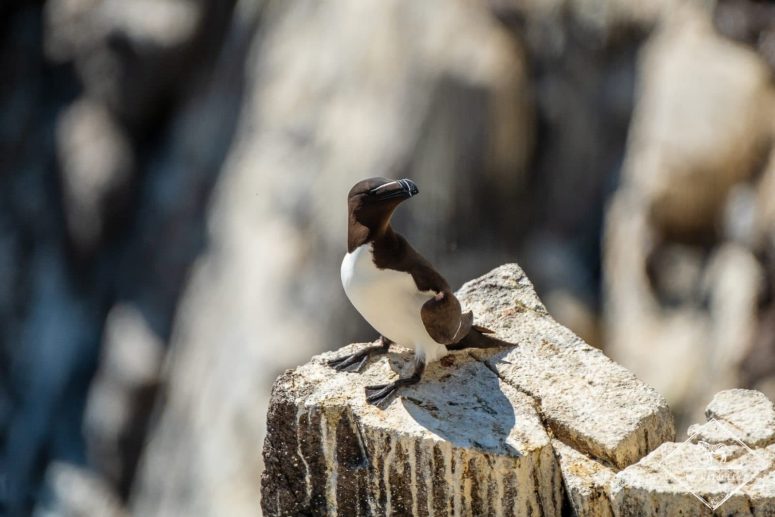 Pingouin Torda, île de May