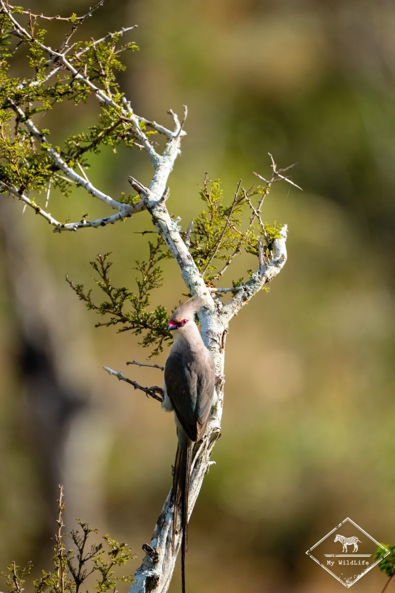 coliou huppé, Lumo Wildlife Sanctuary