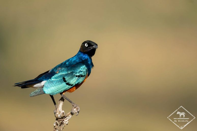 Choucador superbe, Lumo Wildlife Sanctuary