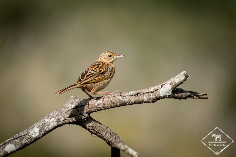 Aloutette fauve, Lumo Wildlife Sanctuary