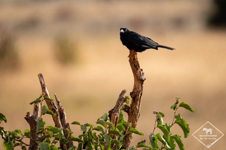 alecto à bec rouge, Lumo Wildlife Sanctuary