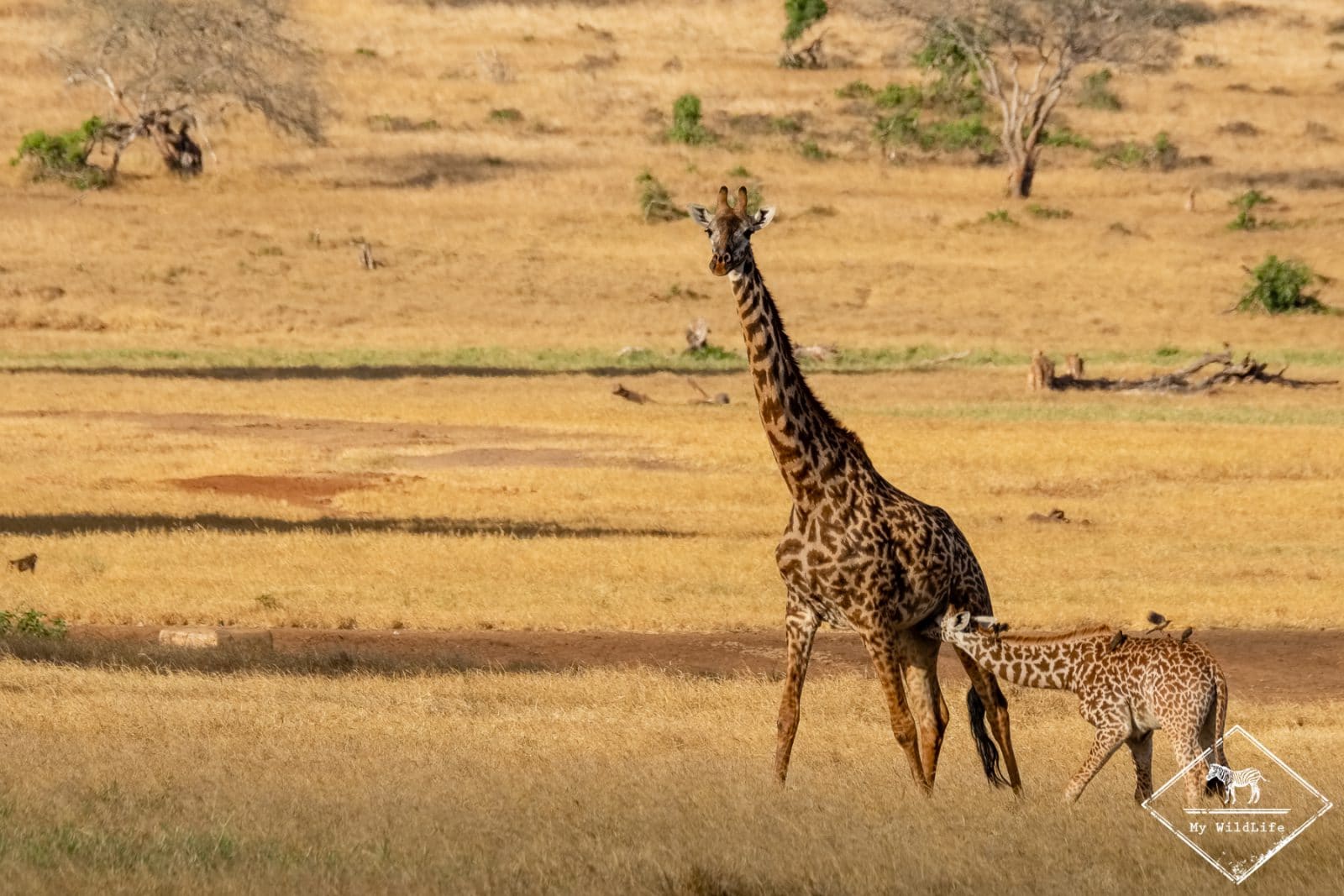 girafes, Lumo Wildlife Sanctuary