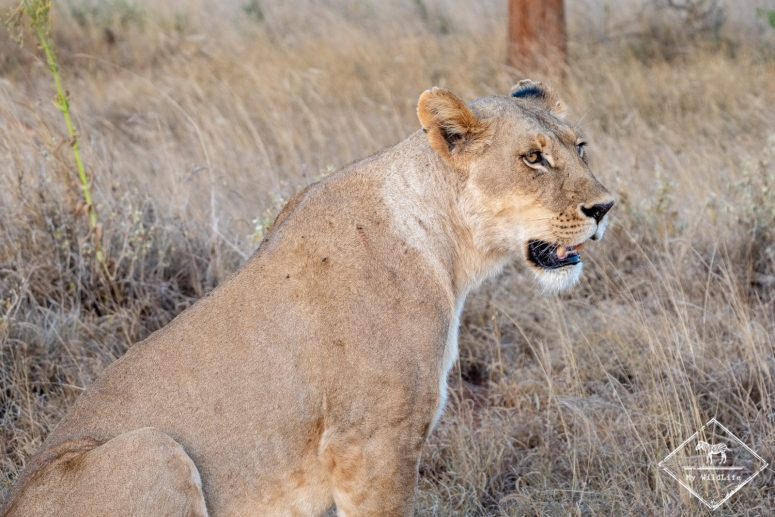 Lionne, Lumo Wildlife Sanctuary